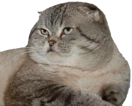 😾 Стикер «Caters Gonna Cate» для Telegram