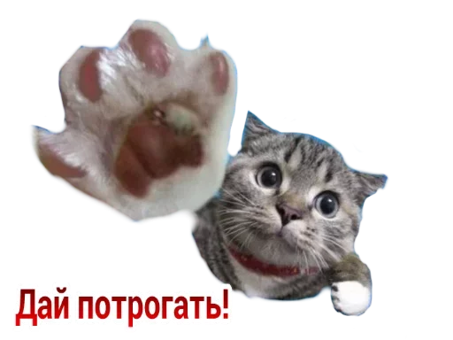 😻 Стикер «Caters Gonna Cate» для Telegram