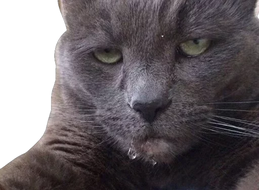 😾 Стикер «Caters Gonna Cate» для Telegram
