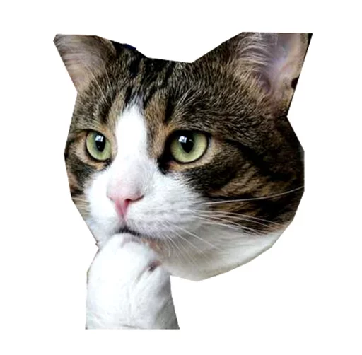 🤔 Стикер «Caters Gonna Cate» для Telegram