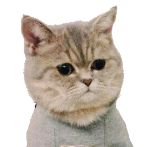 🙁 Стикер «Caters Gonna Cate» для Telegram