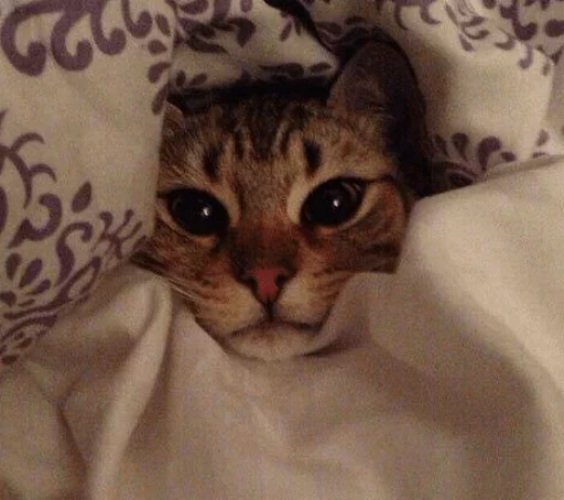 😴 Стикер «Caters Gonna Cate» для Telegram