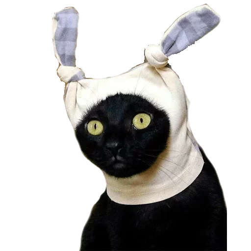 🤡 Стикер «Caters Gonna Cate» для Telegram