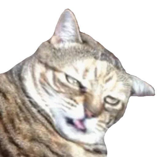 🤢 Стикер «Caters Gonna Cate» для Telegram