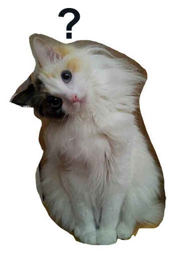 😧 Стикер «Caters Gonna Cate» для Telegram