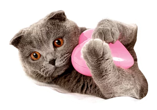 ❤️ Стикер «Caters Gonna Cate» для Telegram