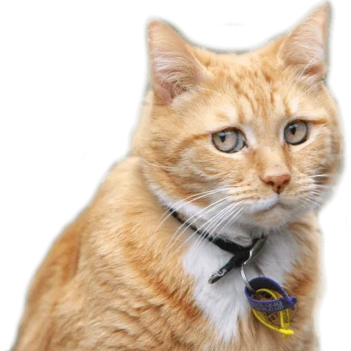 😒 Стикер «Caters Gonna Cate» для Telegram