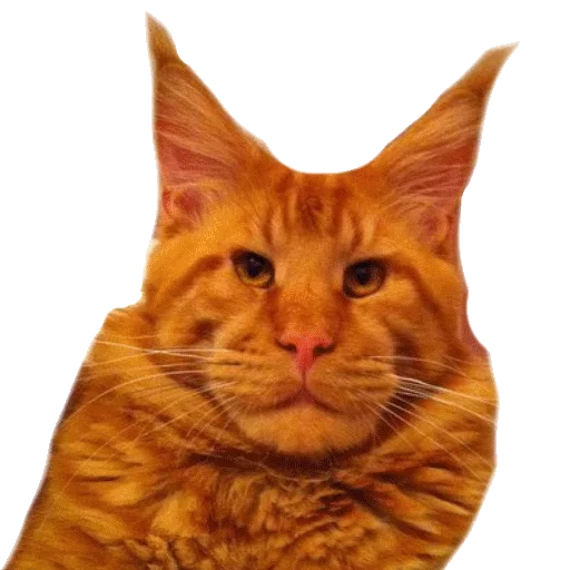 🤠 Стикер «Caters Gonna Cate» для Telegram