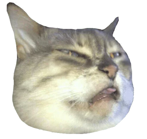 😖 Стикер «Caters Gonna Cate» для Telegram