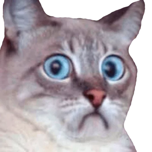 😳 Стикер «Caters Gonna Cate» для Telegram