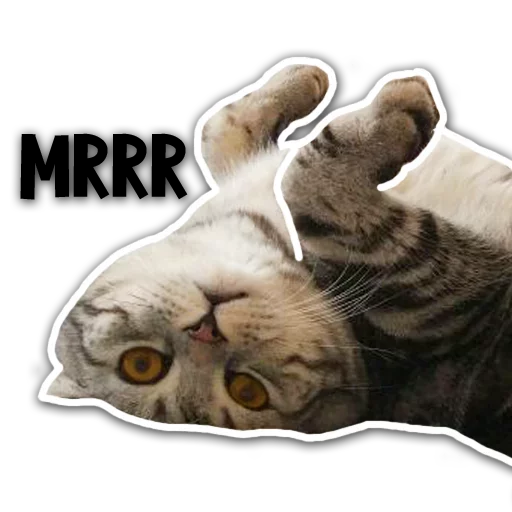 🤗 Стикер «Caters Gonna Cate» для Telegram