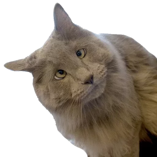 🤓 Стикер «Caters Gonna Cate» для Telegram
