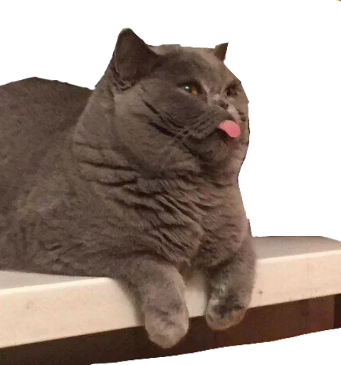 😛 Стикер «Caters Gonna Cate» для Telegram
