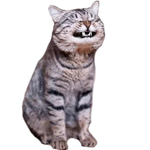 😂 Стикер «Caters Gonna Cate» для Telegram