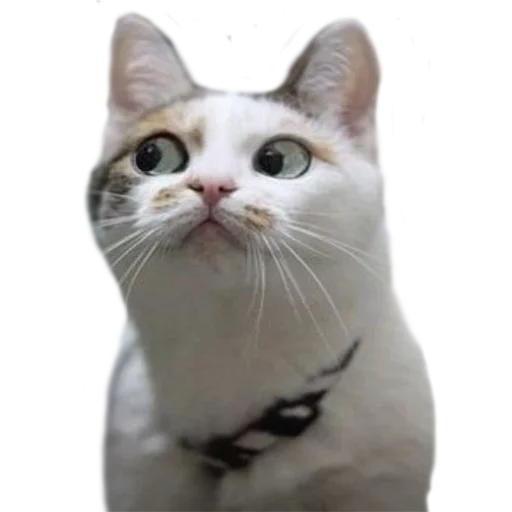 👀 Стикер «Caters Gonna Cate» для Telegram