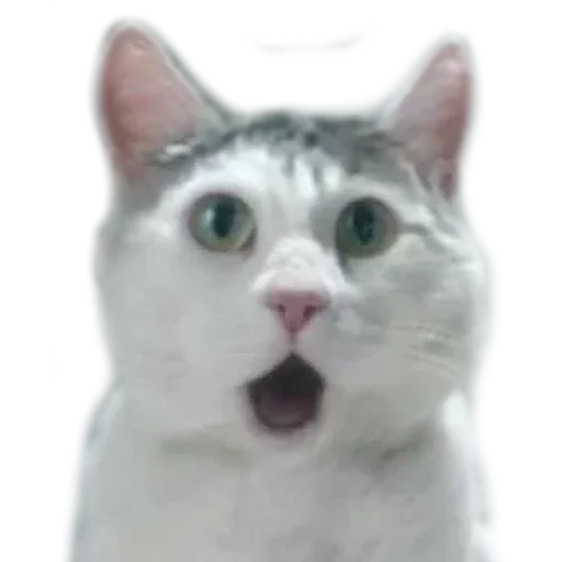 🙀 Стикер «Caters Gonna Cate» для Telegram