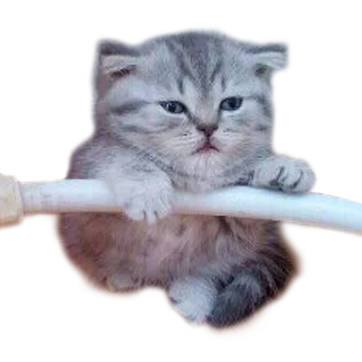 😶 Стикер «Caters Gonna Cate» для Telegram