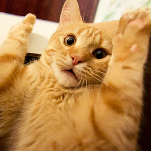 🙌 Стикер «Caters Gonna Cate» для Telegram