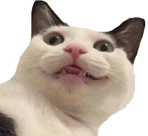 😝 Стикер «Caters Gonna Cate» для Telegram