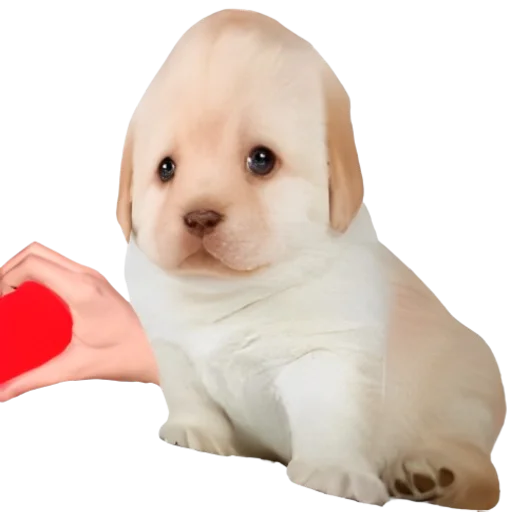 🥰 Стикер «doggies» для Telegram
