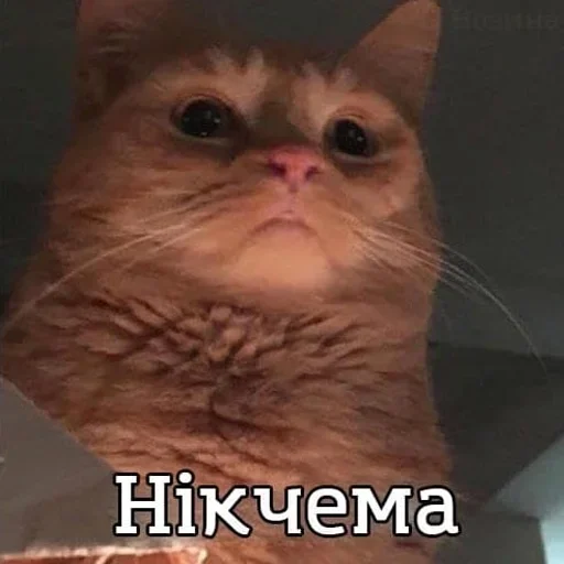 🤏 Стикер «Стікери чела з Оболоні» для Telegram