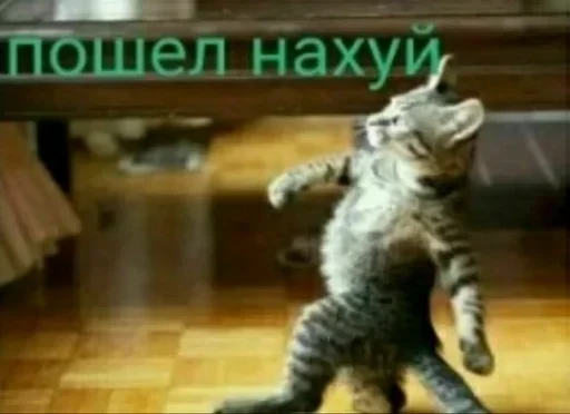 😺 Стикер «актуалочка» для Telegram