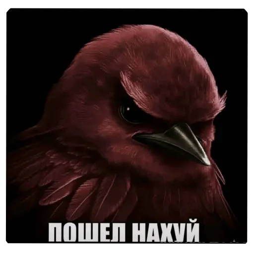 🐦 Стикер «актуалочка» для Telegram