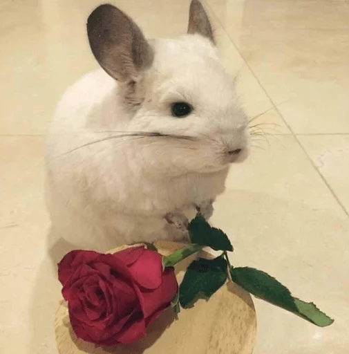 Стикерпак Cool Chinchilla для Telegram — скачать