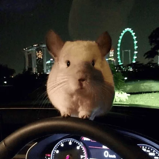 😳 Стикер «Cool Chinchilla» для Telegram