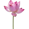 🌷 Эмодзи «Мили Эмоджи Tg» для Telegram