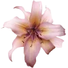 🌺 Эмодзи «Мили Эмоджи Tg» для Telegram