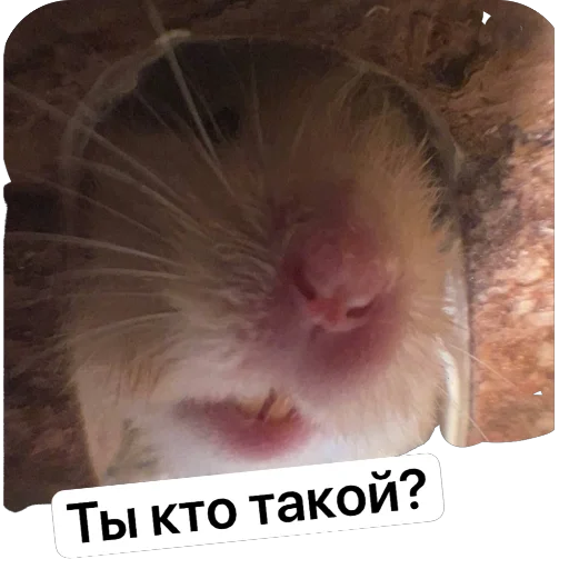 🫥 Стикер «Хомяк Личи» для Telegram