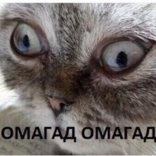 😳 Стикер «Chornobay» для Telegram