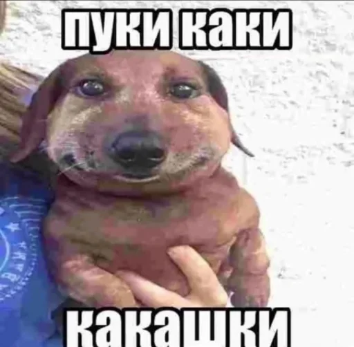 🤩 Стикер «Чозапомои» для Telegram