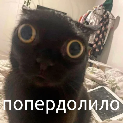 🤯 Стикер «юкрейн мєм» для Telegram