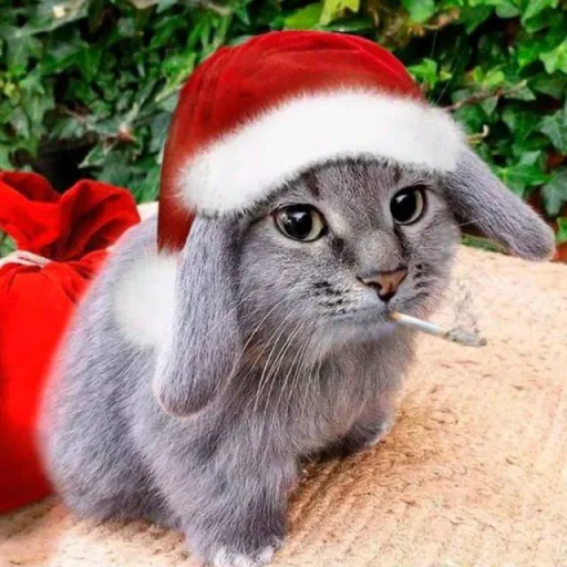 🤩 Стикер «кот и куки» для Telegram