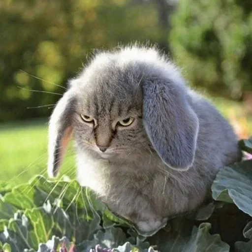 🤩 Стикер «кот и куки» для Telegram