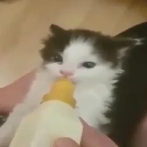 😋 Стикер «closticks10!» для Telegram