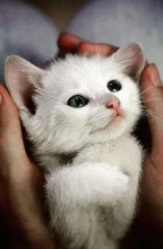 😼 Стикер «closticks12!» для Telegram