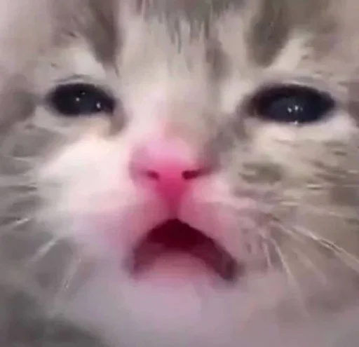 😼 Стикер «closticks12!» для Telegram
