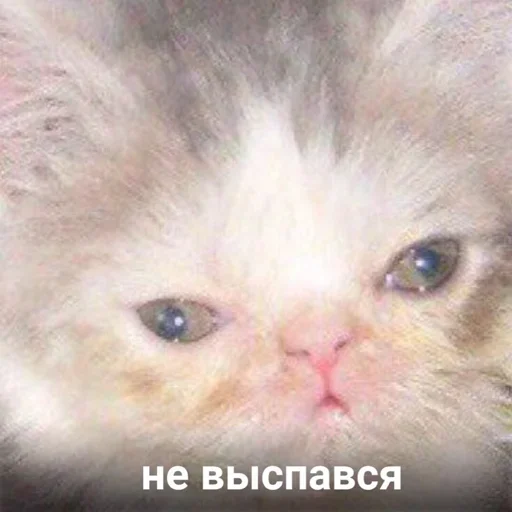 😼 Стикер «closticks12!» для Telegram
