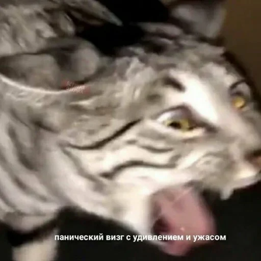 😼 Стикер «closticks12!» для Telegram