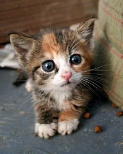 😼 Стикер «closticks12!» для Telegram