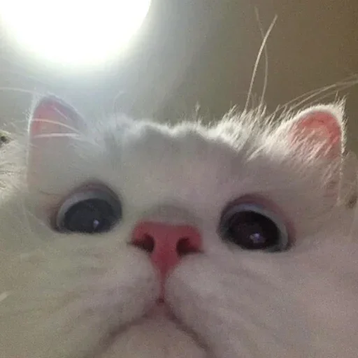 😺 Стикер «closticks14!» для Telegram