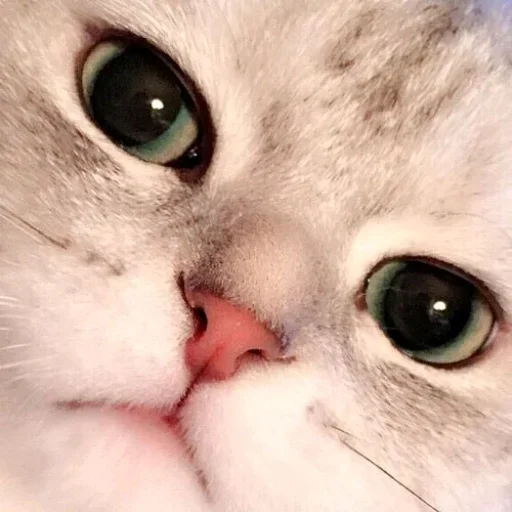 😺 Стикер «closticks14!» для Telegram