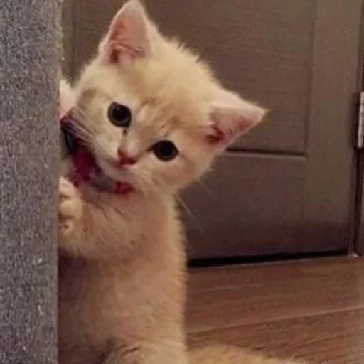 😺 Стикер «closticks14!» для Telegram