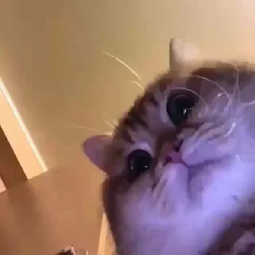 😺 Стикер «closticks14!» для Telegram