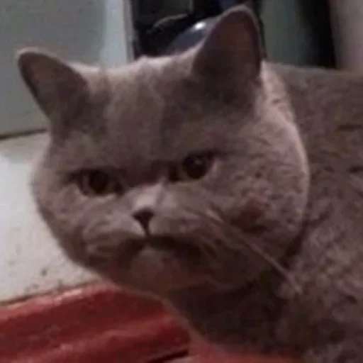 😺 Стикер «closticks14!» для Telegram