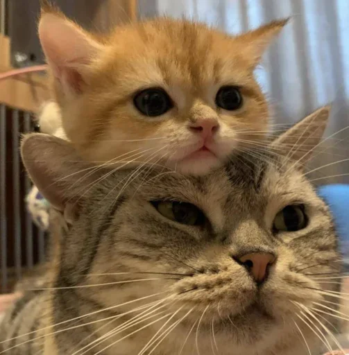 😺 Стикер «closticks16!» для Telegram