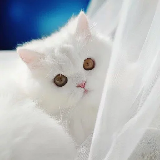 🤨 Стикер «closticks6!» для Telegram